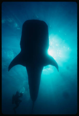 Silhouette of whale shark above camera