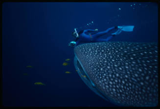 Head of whale shark and a diver with camera