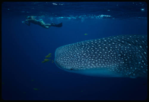 Head of whale shark and person with camera near surface of water