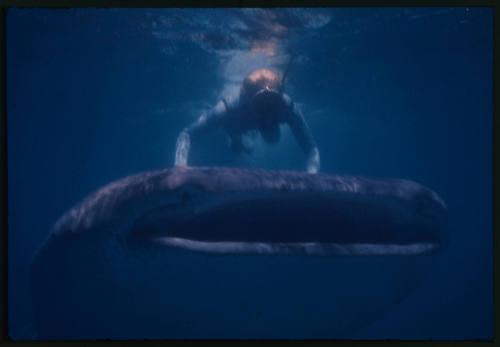 Diver and whale shark swimming towards camera