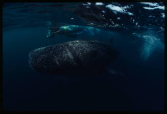 Diver with camera and whale shark near surface of water