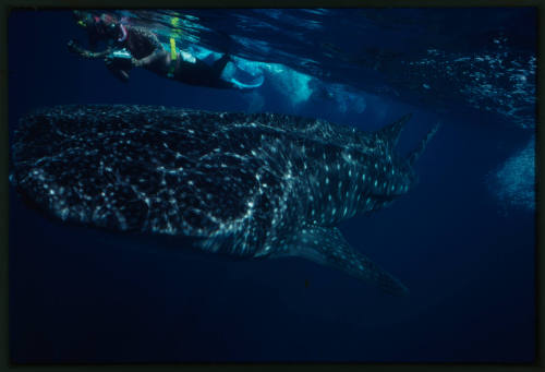 Whale shark and two divers near surface of water