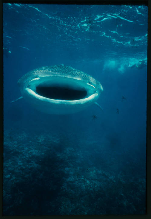 Whale shark swimming towards camera