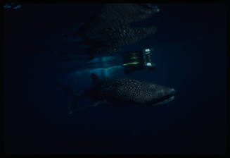 Whale shark and diver with camera swimming above