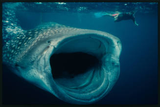 Diver and whale shark with mouth wide open