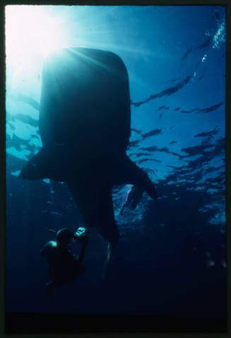 Silhouette of whale shark and two divers