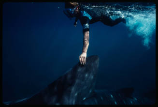 Diver holding the first dorsal fin of a whale shark