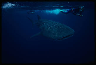 Whale shark and two divers near surface of water