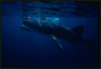 Whale shark and two divers near surface of water