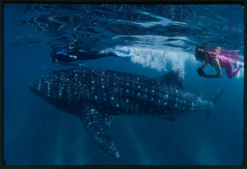 Two divers and whale shark near surface of water