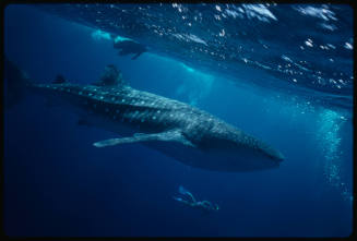 Whale shark and two divers near surface of water