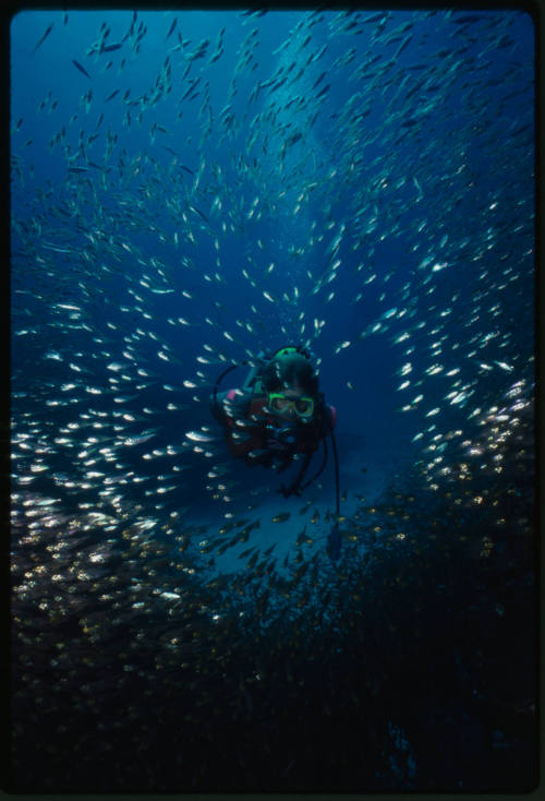 Diver swimming through schooling fish