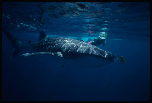 Whale shark and a diver with camera