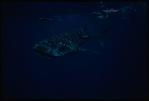 Whale shark and three divers near surface of water