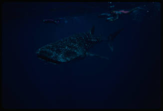 Whale shark and three divers near surface of water