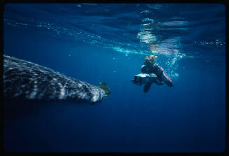 Head of whale shark and diver with camera