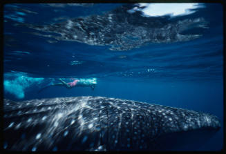 Front half of whale shark and diver with camera