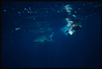 Whale shark and diver with camera near surface