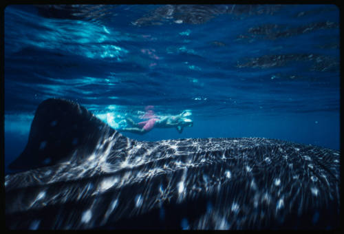 Back of a whale shark and diver with camera