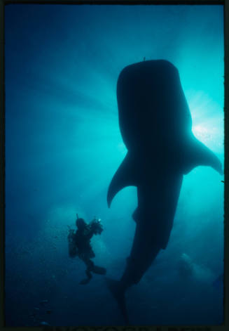 Silhouette of whale shark and diver above camera