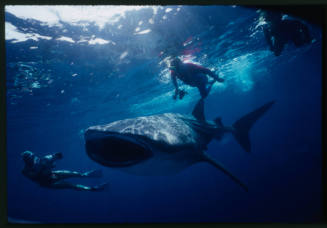 Whale shark with mouth open and three divers