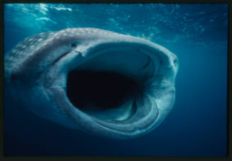 Whale shark with mouth wide open