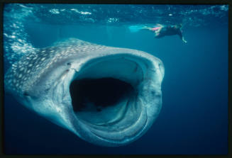 Diver and whale shark with mouth wide open