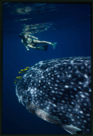 Head of whale shark and person near surface of water