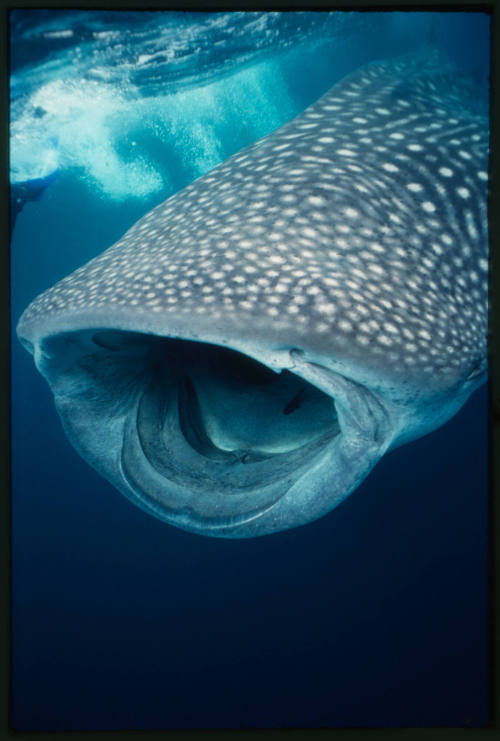 Whale shark with mouth wide open