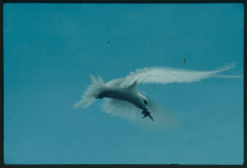 White bird with something in beak