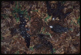 Ground covered in foliage