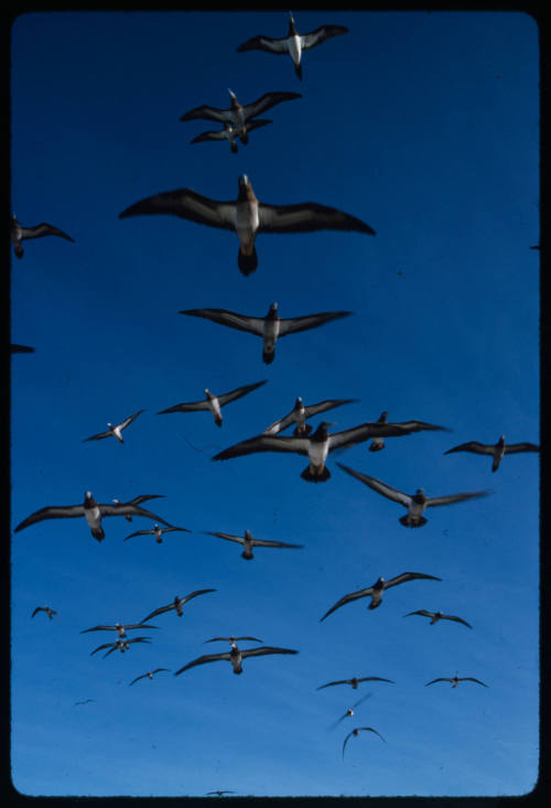 Flock of birds flying above camera