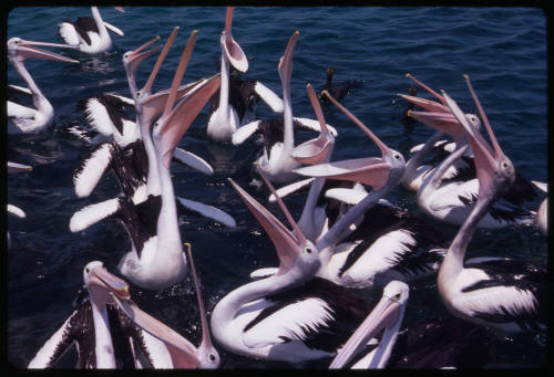 Pod of pelicans