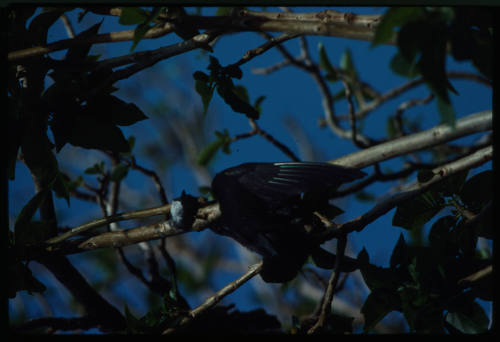 Bird on a branch