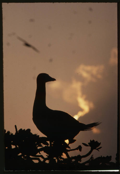 Silhouette of a bird