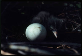 Newly hatched heron and egg