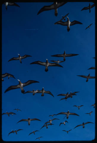 Flock of birds flying over camera