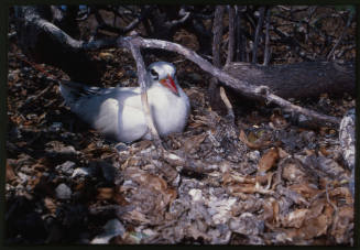 Red-tailed tropicbird