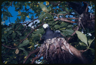 Black noddy and nestling in nest