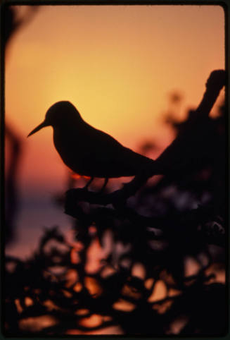 Silhouette of a bird at sunset