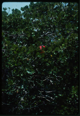 Male frigatebird in mangrove trees