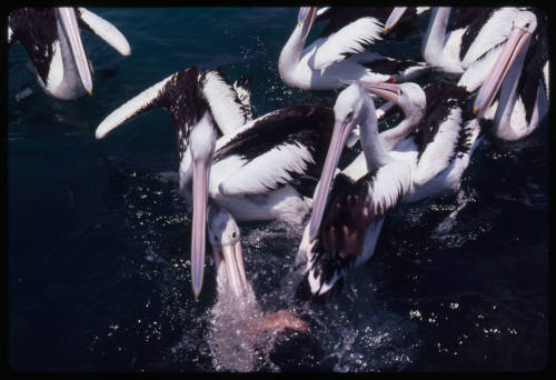 Pod of pelicans in water