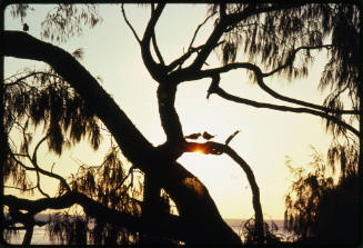 Silhouette of casuarina tree branches