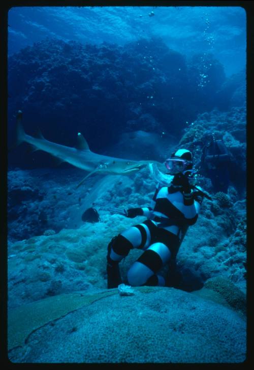 Valerie Taylor testing and disproving Walter Starck’s theory that mimicking a predator of sharks should deter them, by wearing a suit patterned like a banded sea snake.  