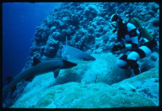 Valerie Taylor testing and disproving Walter Starck’s theory that mimicking a predator of sharks should deter them, by wearing a suit patterned like a banded sea snake.  