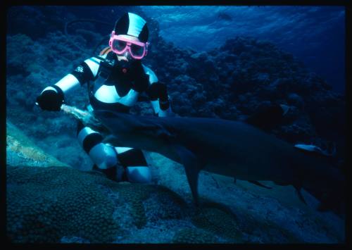 Valerie Taylor testing and disproving Walter Starck’s theory that mimicking a predator of sharks should deter them, by wearing a suit patterned like a banded sea snake.  