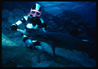 Valerie Taylor testing and disproving Walter Starck’s theory that mimicking a predator of sharks should deter them, by wearing a suit patterned like a banded sea snake.  