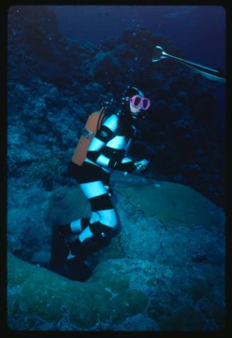 Valerie Taylor testing and disproving Walter Starck’s theory that mimicking a predator of sharks should deter them, by wearing a suit patterned like a banded sea snake.  