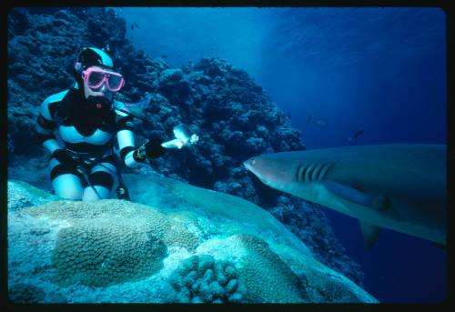 Valerie Taylor testing and disproving Walter Starck’s theory that mimicking a predator of sharks should deter them, by wearing a suit patterned like a banded sea snake.  