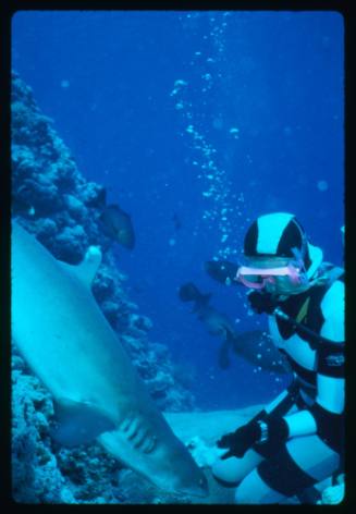 Valerie Taylor testing and disproving Walter Starck’s theory that mimicking a predator of sharks should deter them, by wearing a suit patterned like a banded sea snake.  